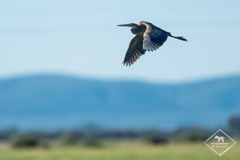 Héron pourpré, Nylsvley Nature Reserve