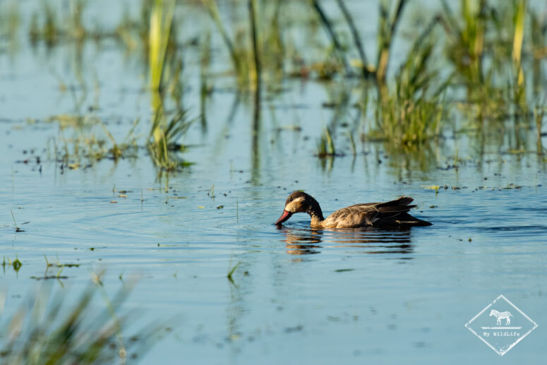 Canard à bec rouge, Nylsvley Nature Reserve