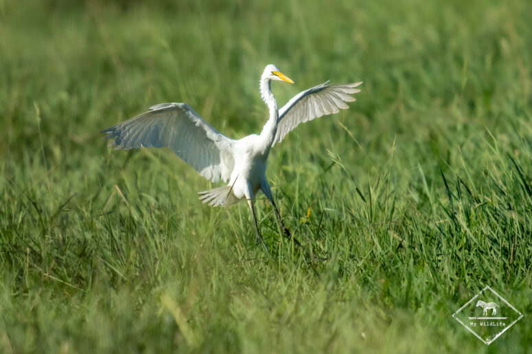Grande aigrette, Nylsvley Nature Reserve