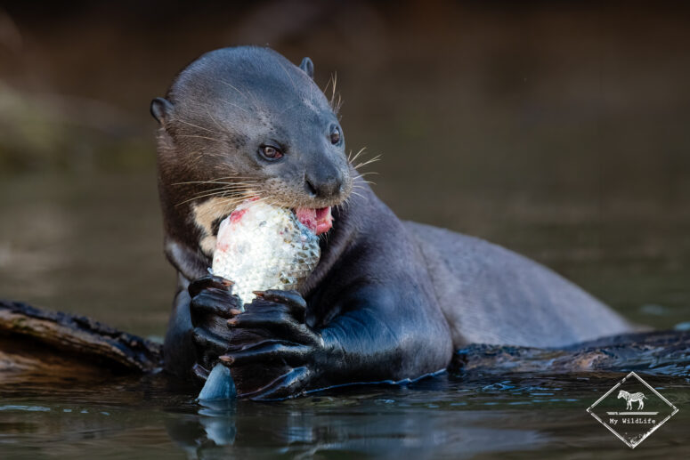 Loutre géante, Pantanal
