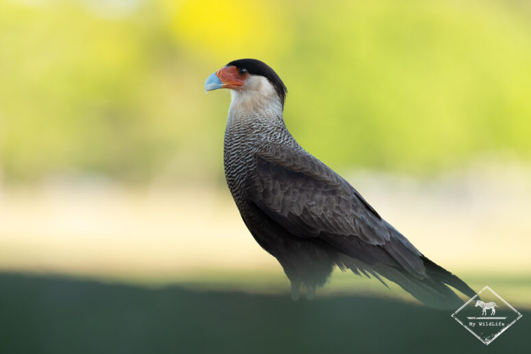 Caracara huppé, Pantanal