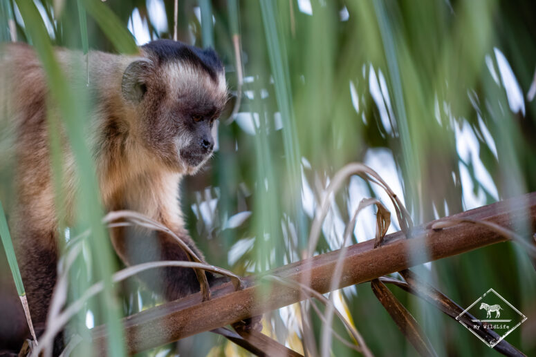 Sapajou du Paraguay, Pantanal