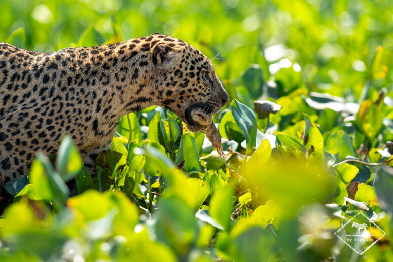 Makala à la pêche, Pantanal