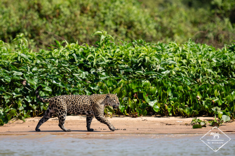 Marcela, Pantanal