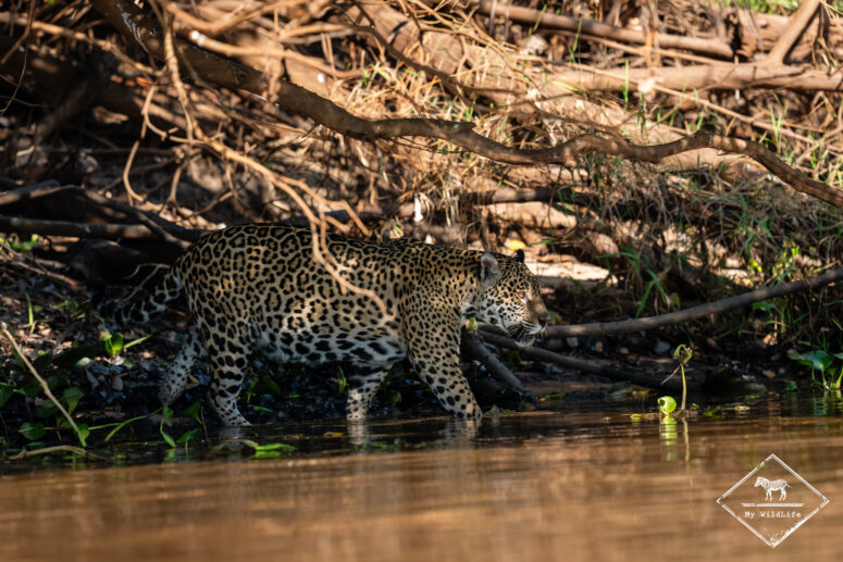 Marcela, Pantanal