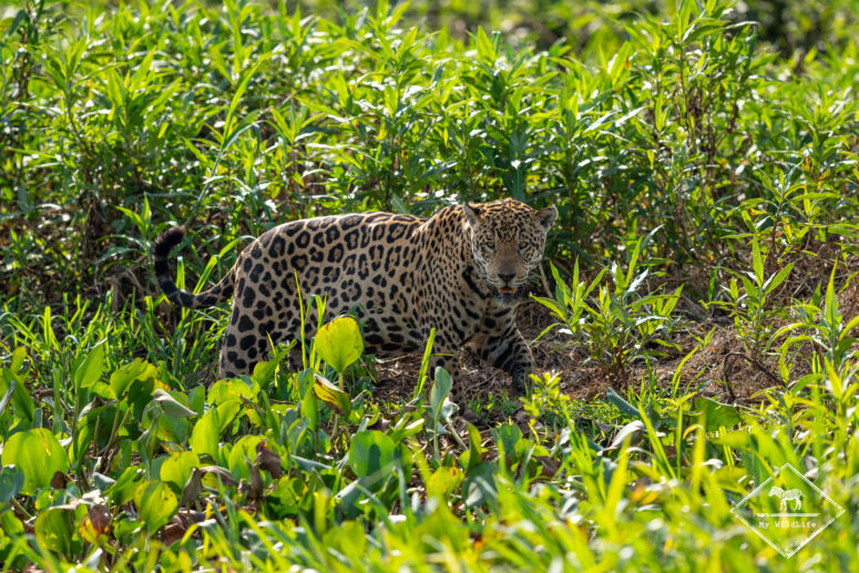 Donal, Pantanal