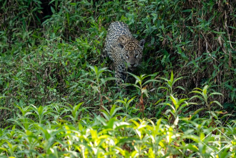 Marcela, Pantanal