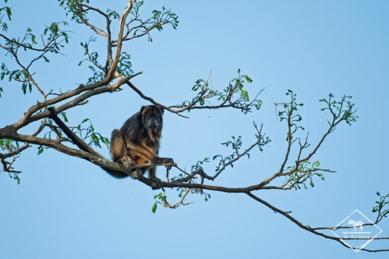 Singe hurleur, Pantanal