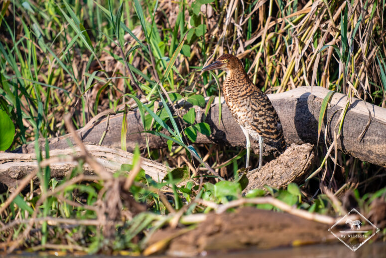 Onoré rayé, Pantanal