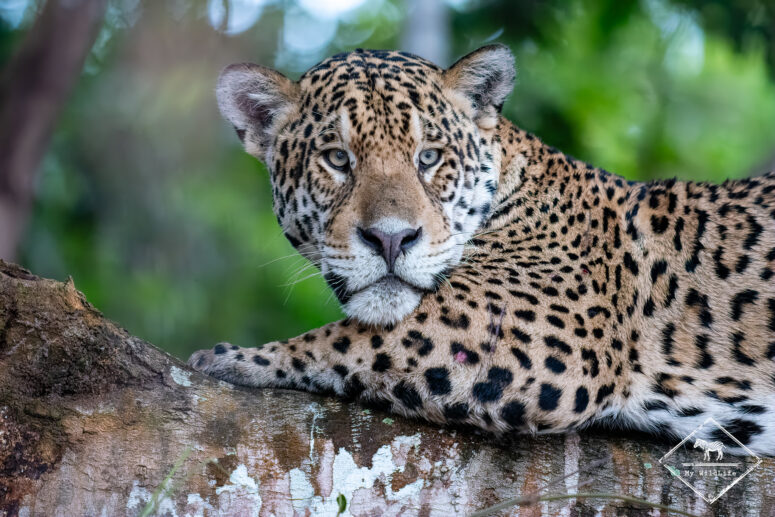 Rafa, Pantanal
