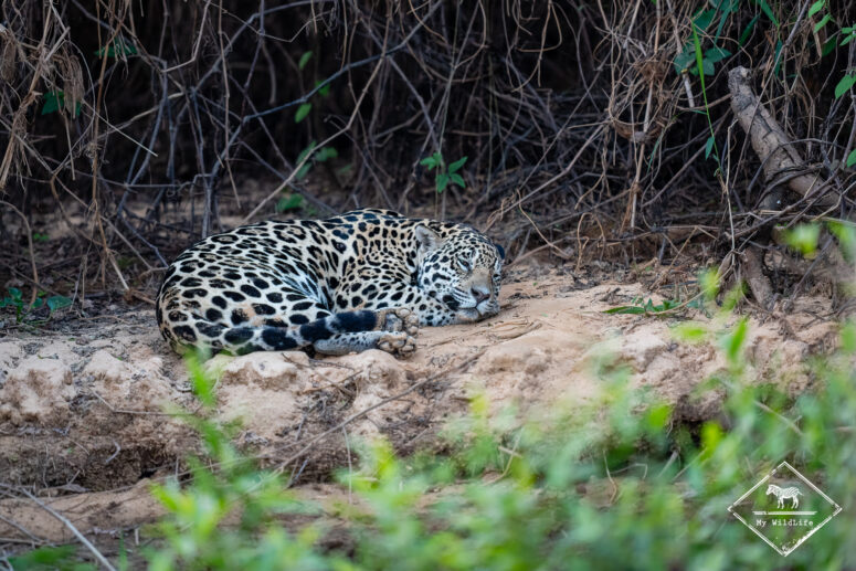 Ty, Pantanal