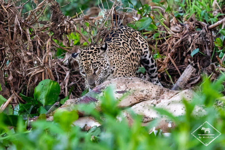 Marcela mangeant une vache, Pantanal