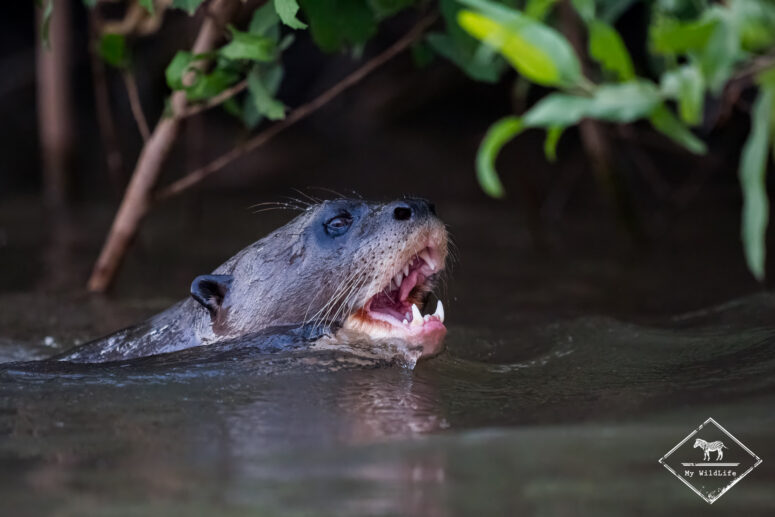 Loutre géante, Pantanal