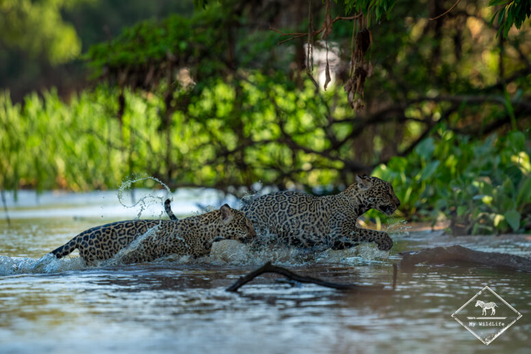 Salva et Kira, Pantanal