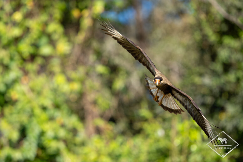 Caracara huppé, Pantanal