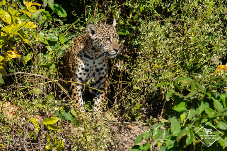 Jeune jaguar de Marcela, Pantanal