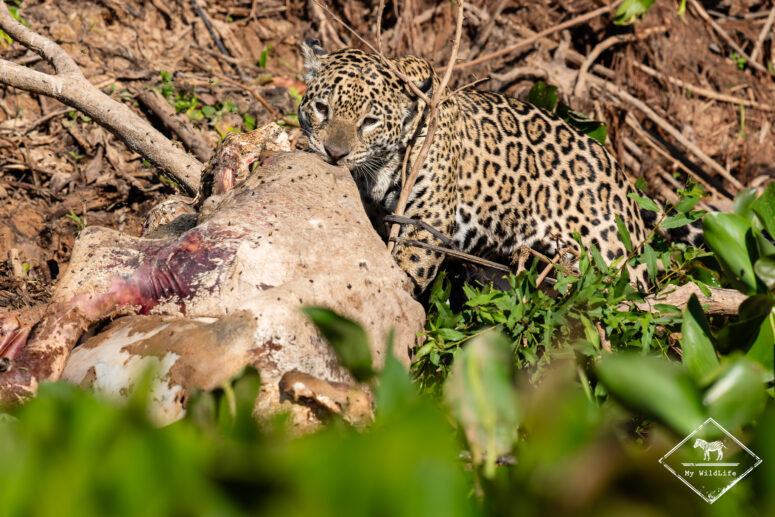 Marcela mangeant une vache, Pantanal