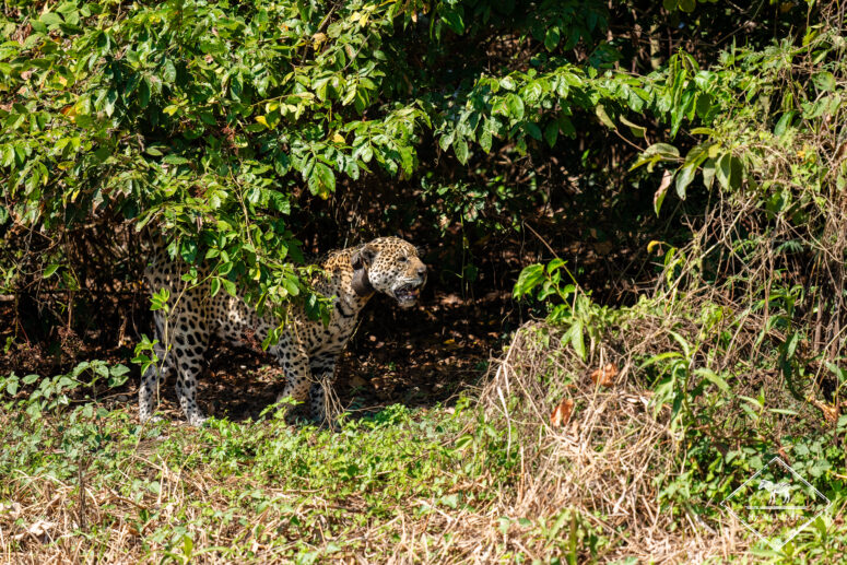 Ousado, Pantanal