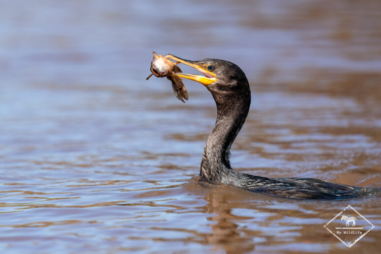 Cormoran vigua à la pêche, Pantanal