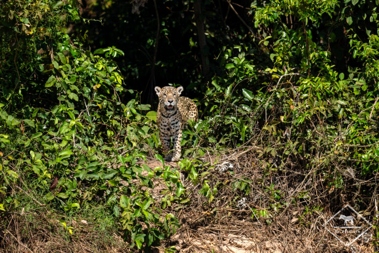 Jaju, Pantanal