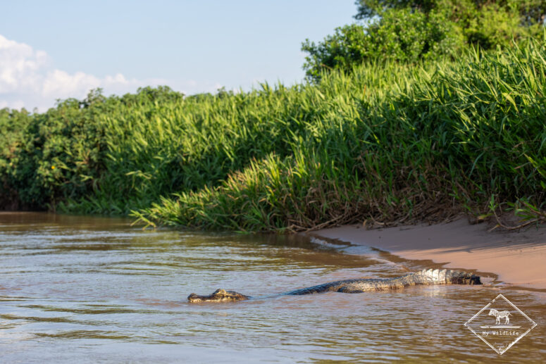 Caïman, Pantanal