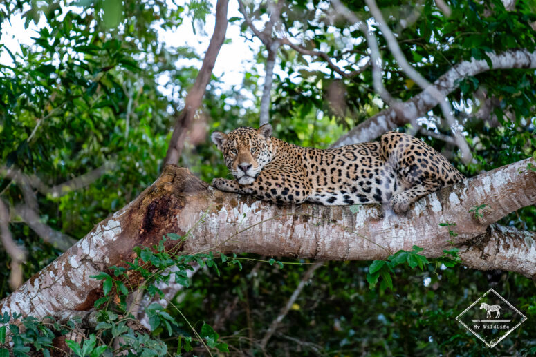 Rafa, Pantanal