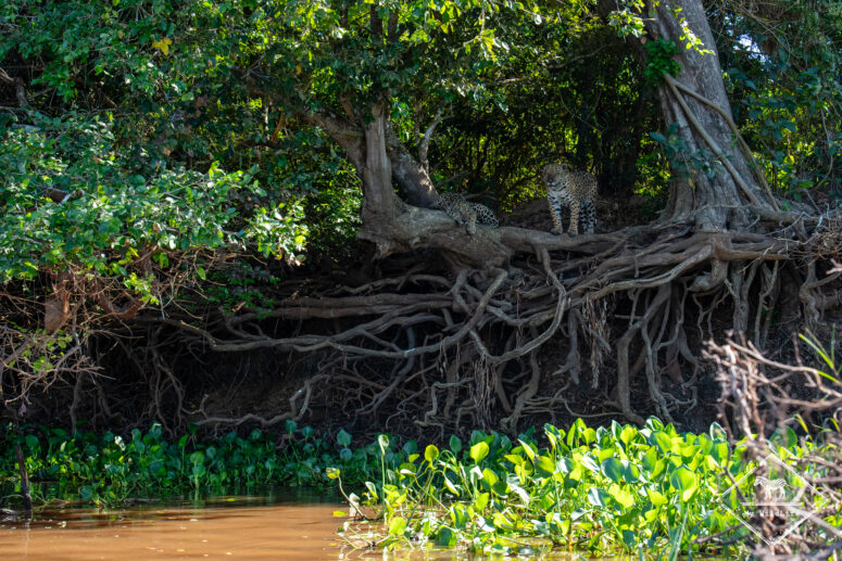 pantanal gregoryrohart 5201