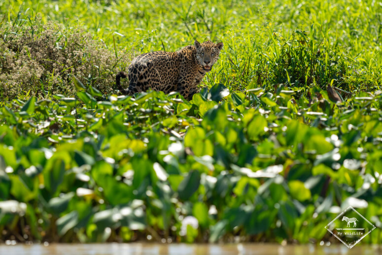 Pollyanna, Pantanal