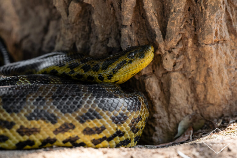 Anaconda jaune, Pantanal