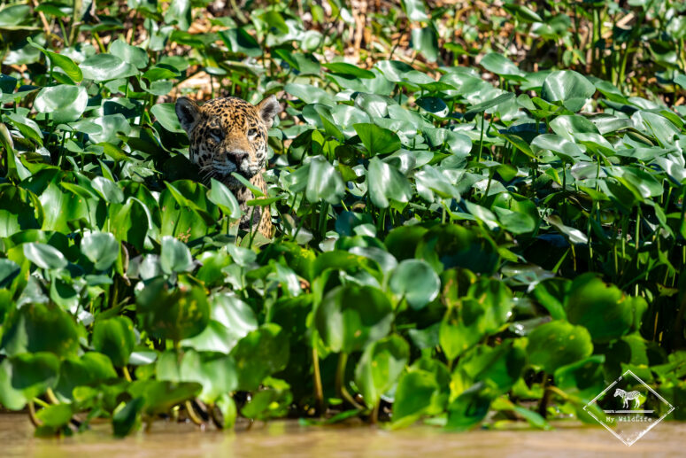 Bororo, Pantanal