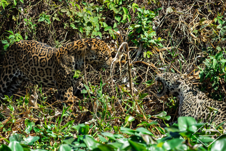 Conflit de territoire entre jaguars, Pantanal