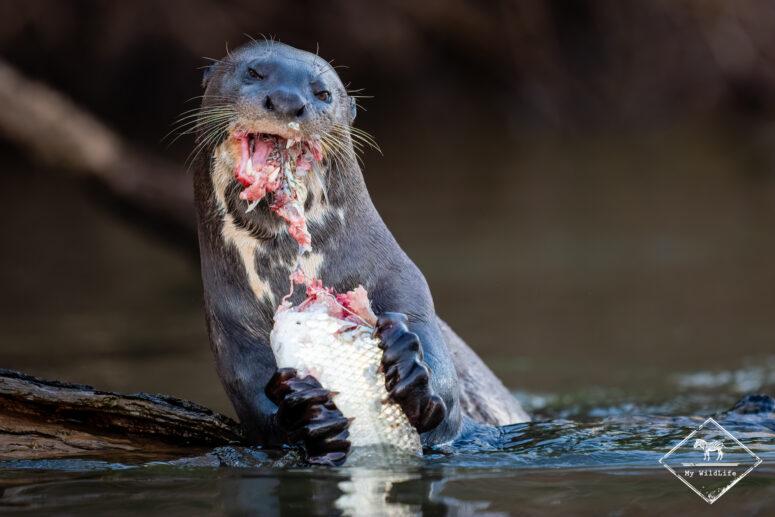 Loutre géante, Pantanal