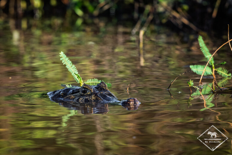 Caïman, Pantanal