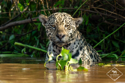 Sur les traces du jaguar,jaguar au Pantanal