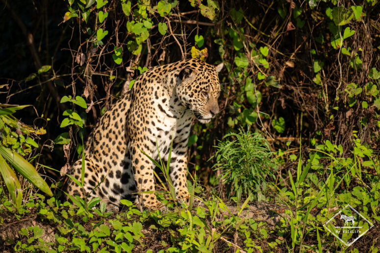 Makala, Pantanal