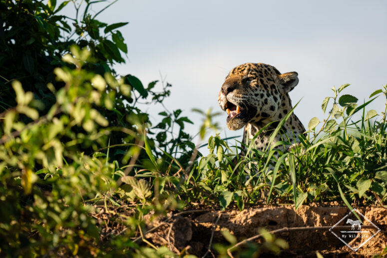 Tomas, Pantanal
