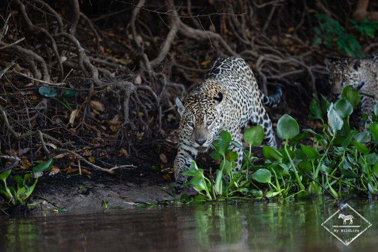 Medrosa, Pantanal