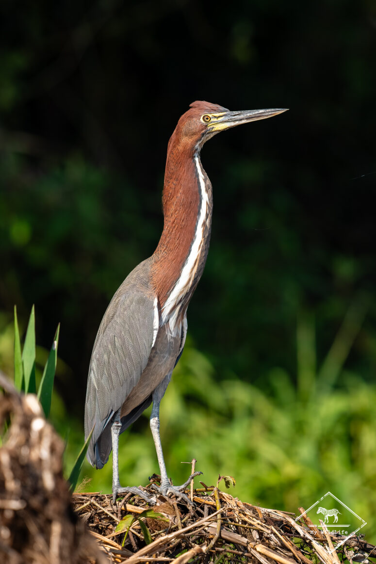 Onoré rayé, Pantanal