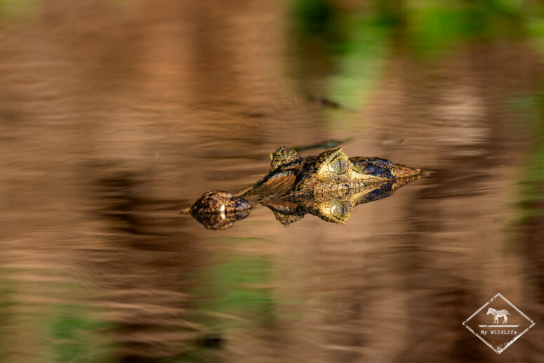 Caïman, Pantanal
