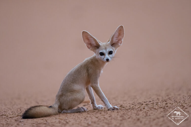 Fennec, Sony A7RVI