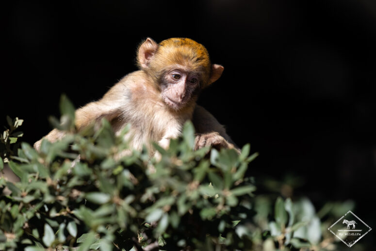 Macaque de Barbarie, Sony A7RVI