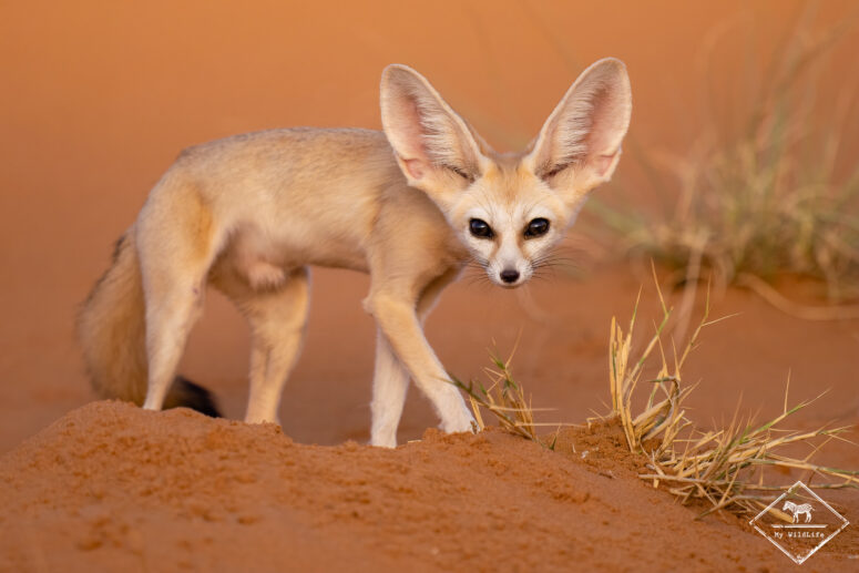 Fennec, Sony A7RVI