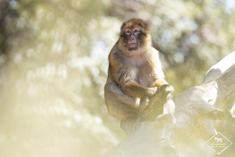 Macaque de Barbarie, Sony A7RVI