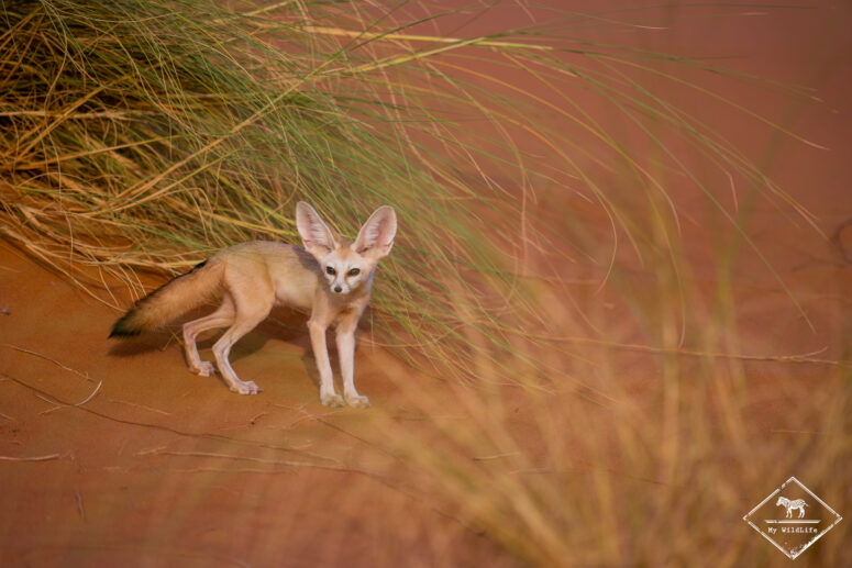 Fennec, Sony A7RVI
