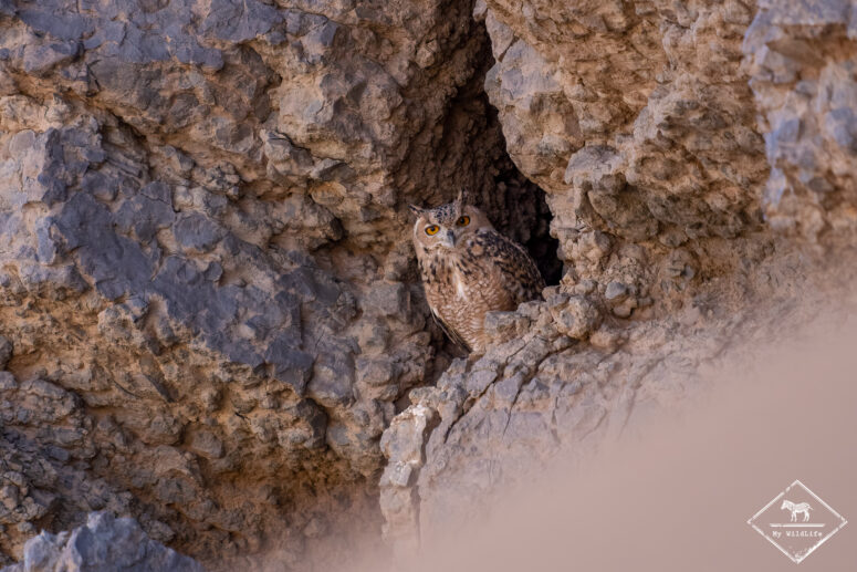 Grand-duc d'Ascalaphe, Sony A7RVI