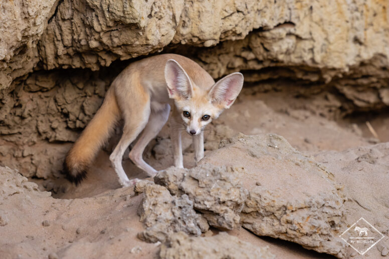 Fennec, Sony A7RVI