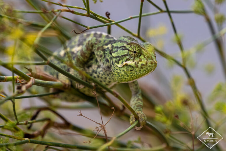 Caméléon commun, Sony A7RVI