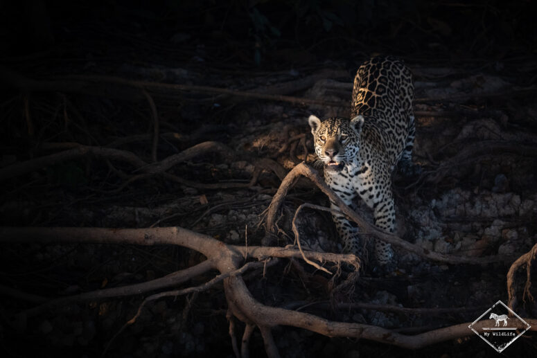 Mendrosa, sur les traces du jaguar au Pantanal