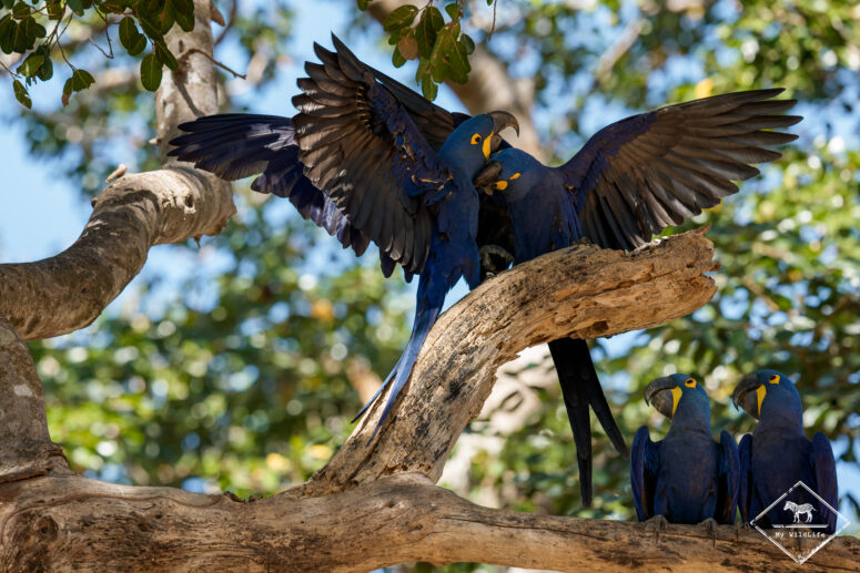Ara Hyacinthe, Pantanal