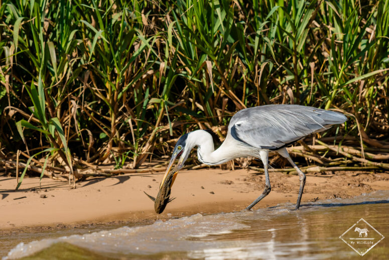 Héron cocoi, Pantanal